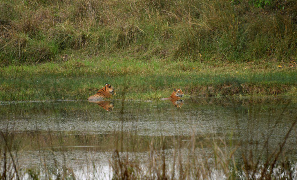 Mating Pair at Mukki