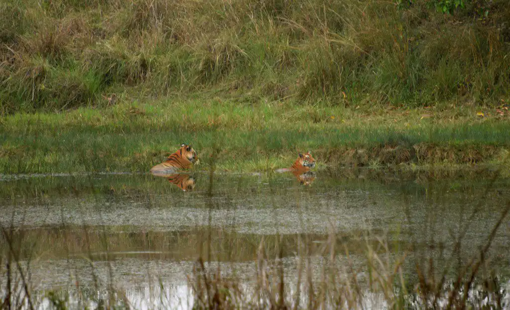 DHWAJHANDI FEMALE Tigeress in Kanha National Park Mating Pair at Mukki