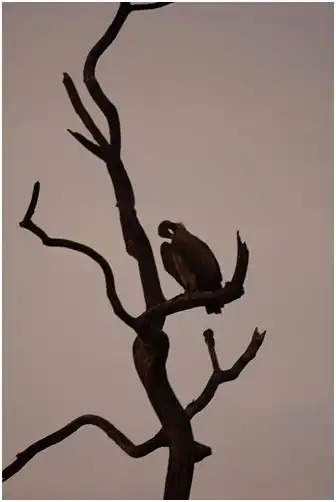 Vultures Vultures