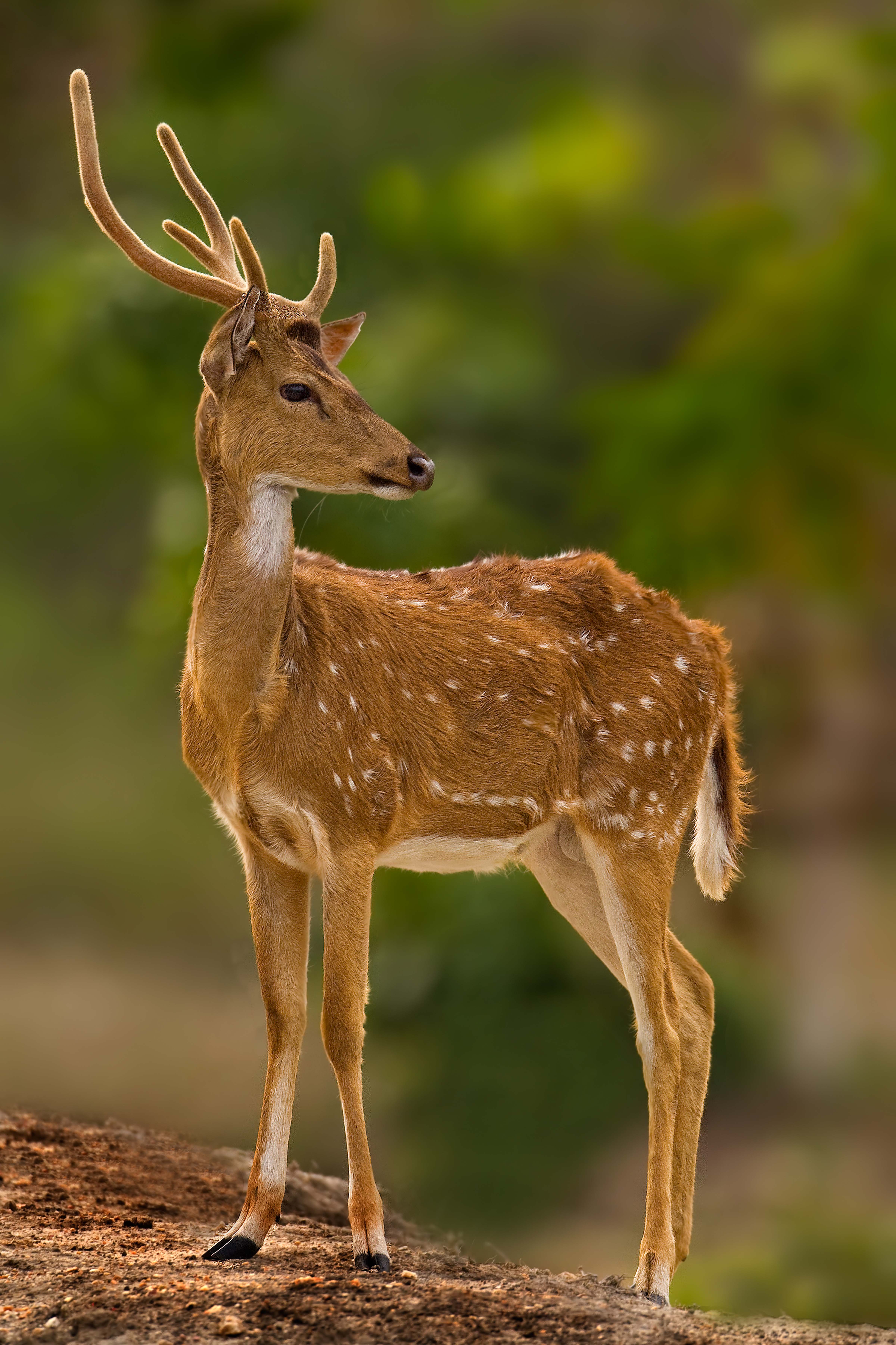 Spotted Deer | Pugdundee Safaris