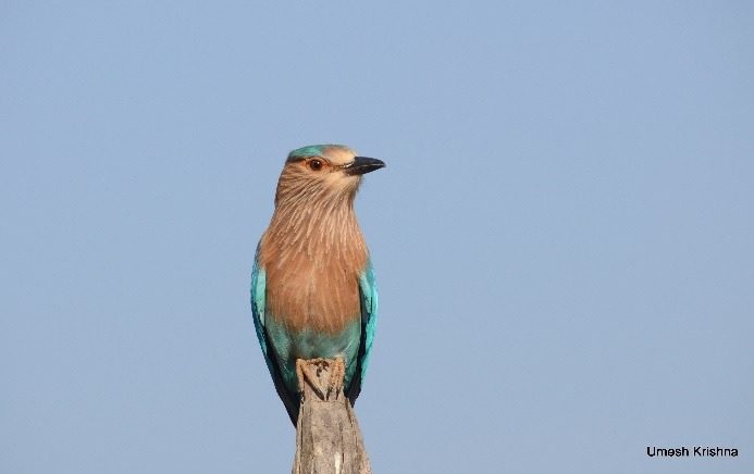 Indian Roller