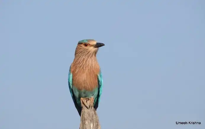 Indian Roller