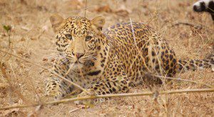 leopard at kanha