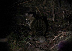 Small indian civet