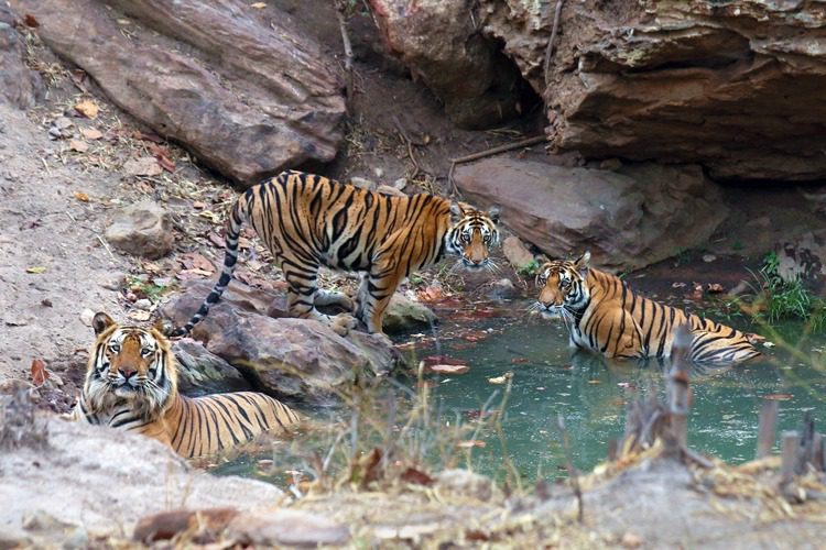 Cooling off Father with cubs Nigha nullah Khitauli
