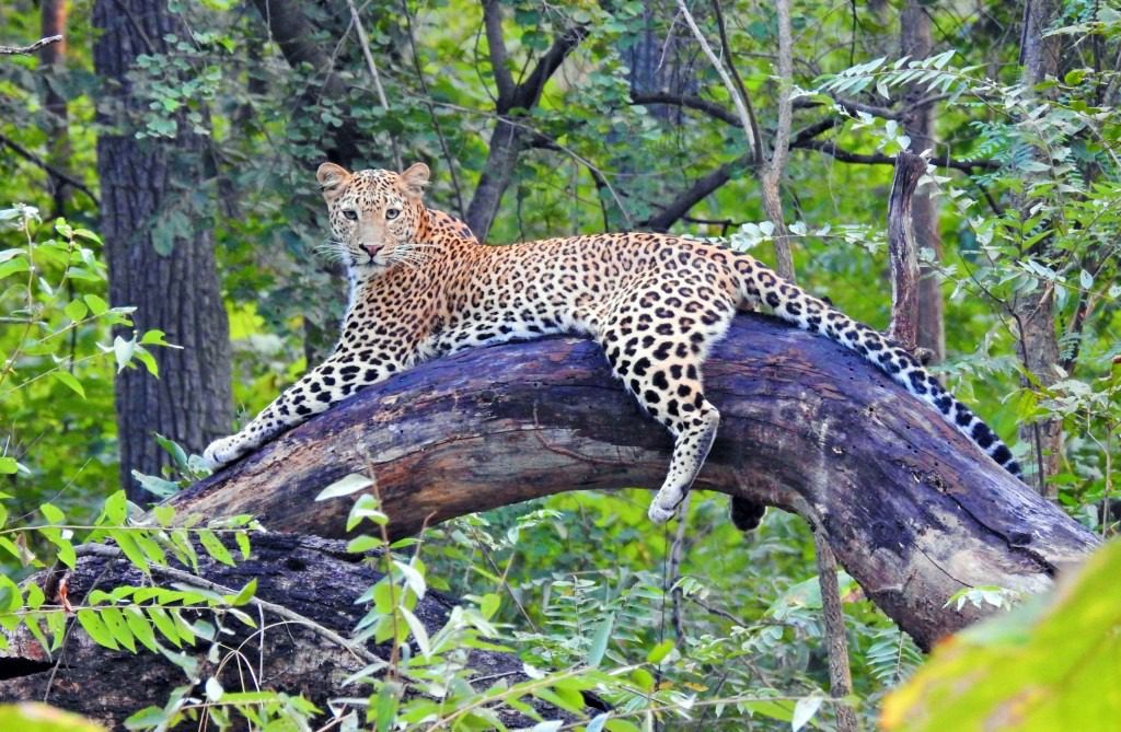 indian leopard on Tree