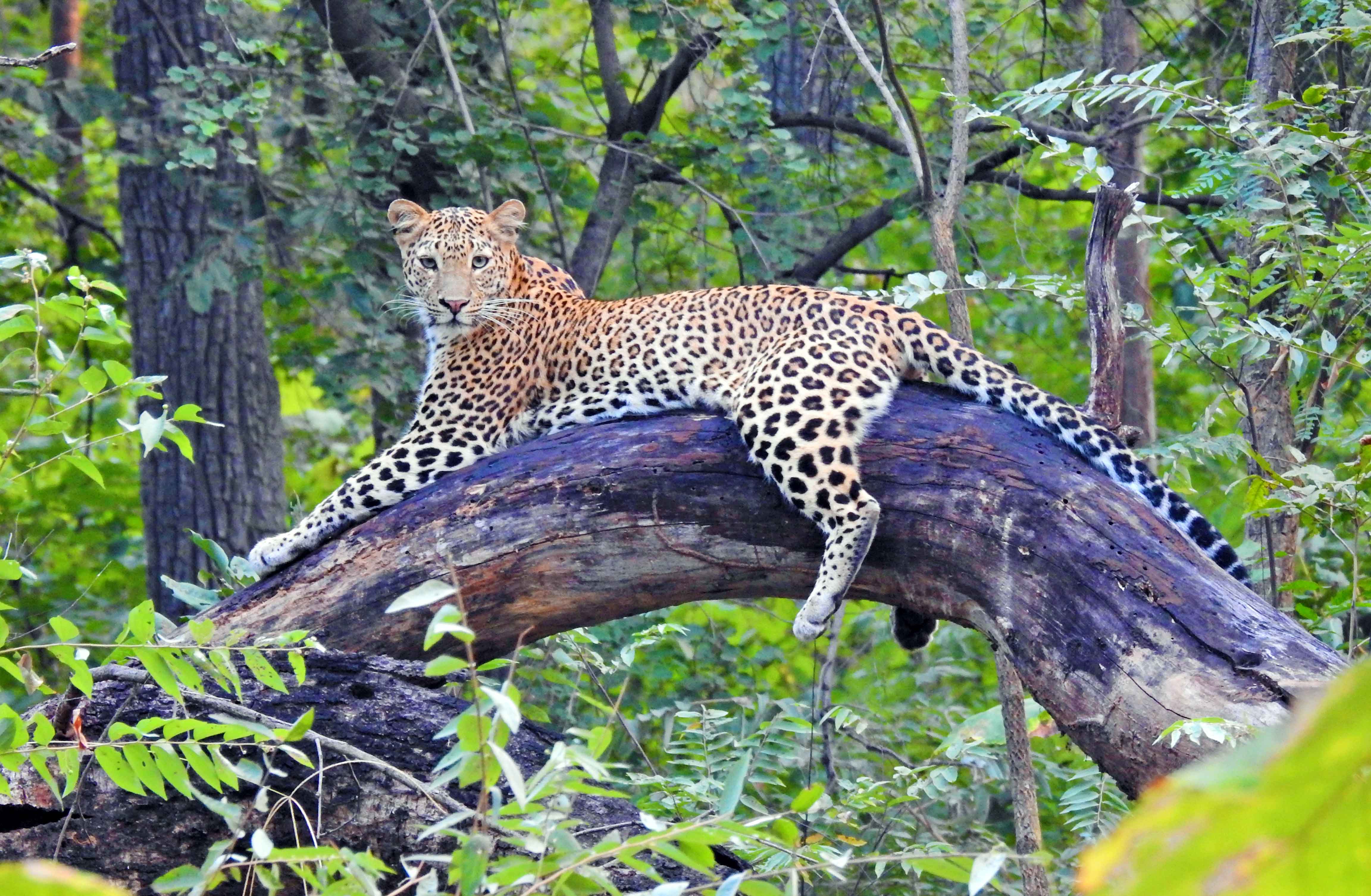 Leopard-on-Tree