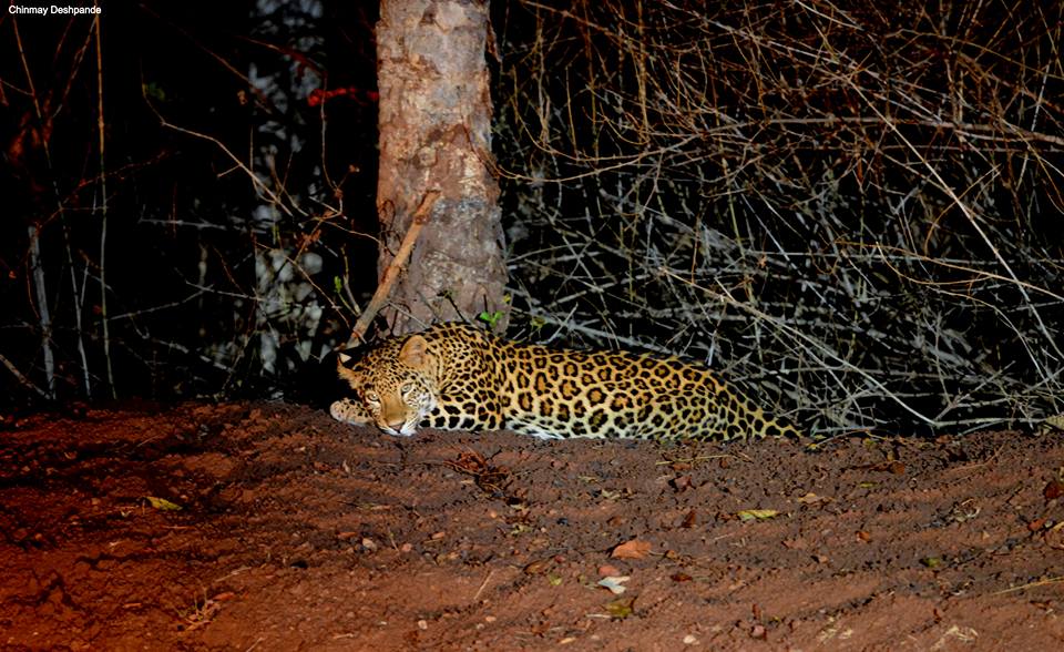 Leopard Night Safari