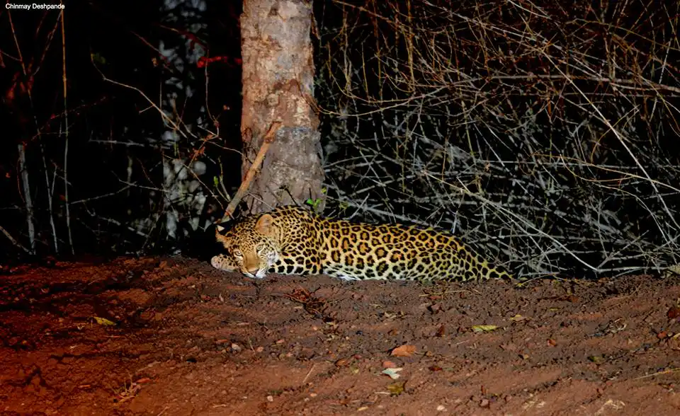 Satpura National Park Leopard Night Safari