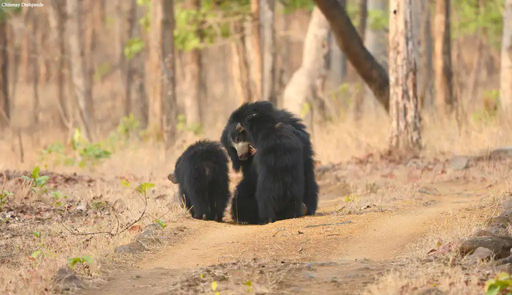 Satpura National Park Sloth Bear Family