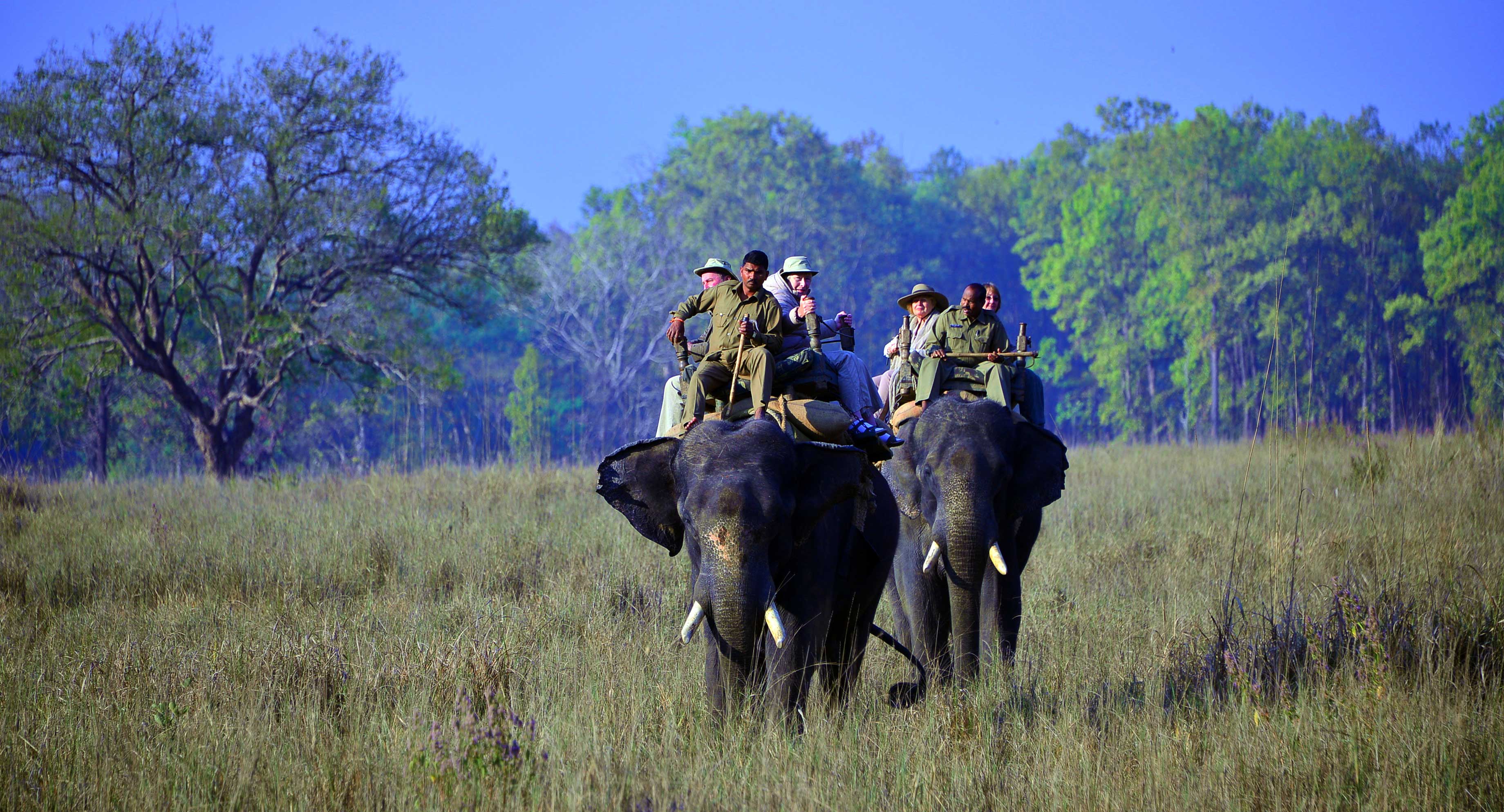 indian tiger safari on elephant