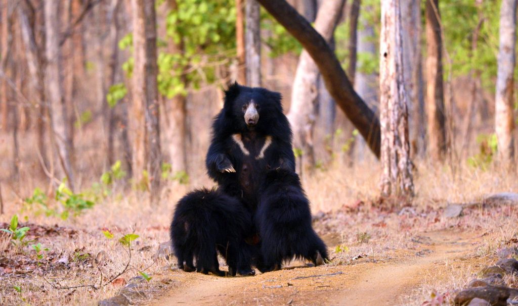 sloth bear