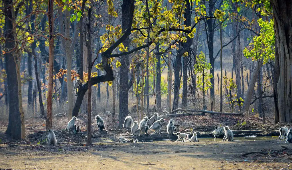 Gates in Pench National Park