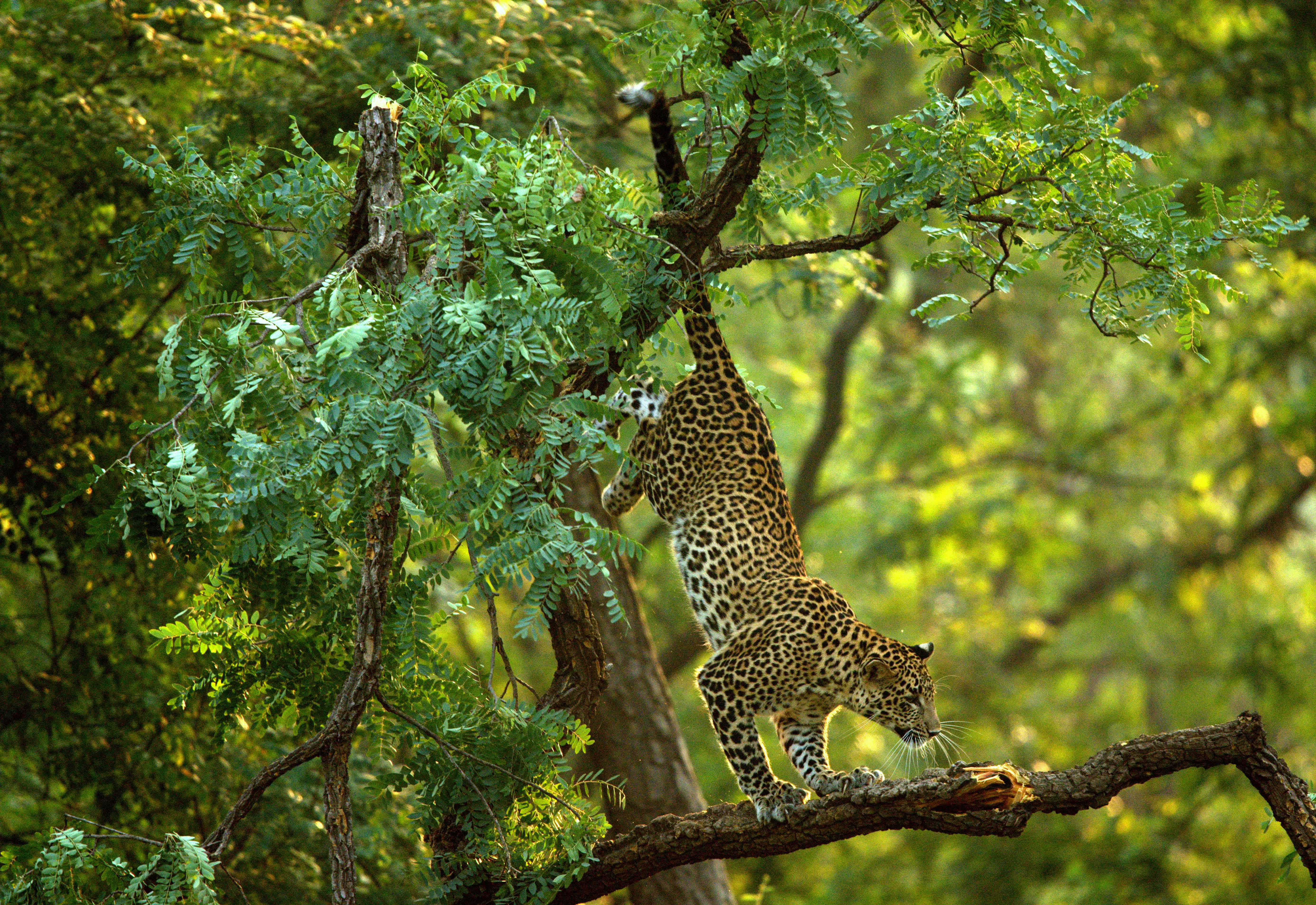 Poem On Conservation | Wildlife Poems Poem On Conservation | Wildlife Poems