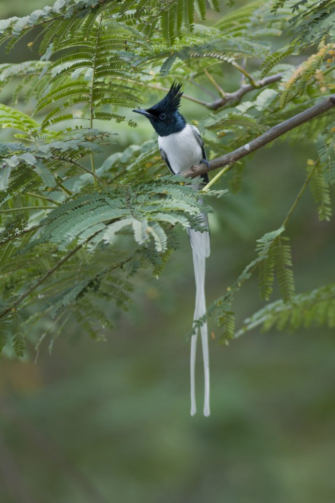 Indian Paradise Flycatcher