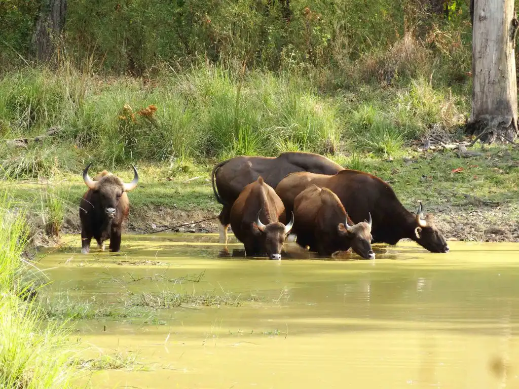 Herd of gaur