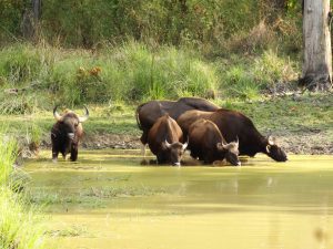 Herd of gaur