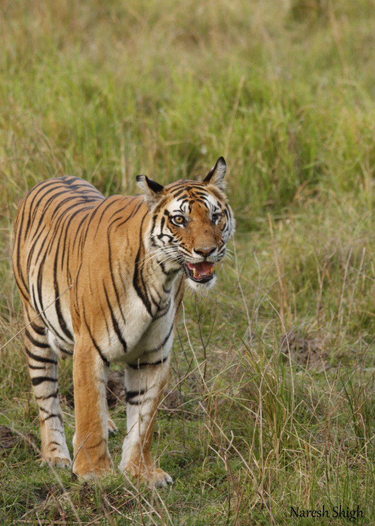 Kankatti Tigress