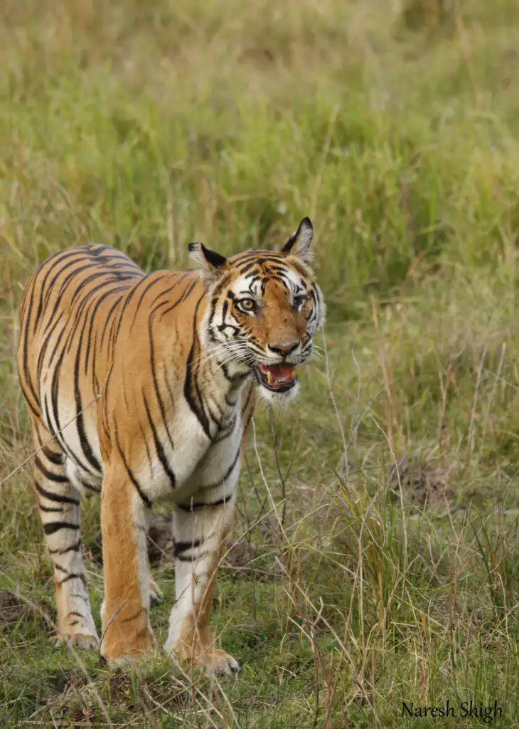 Star of Bandhavgarh National Park, Kankatti Tigress Kankatti Tigress