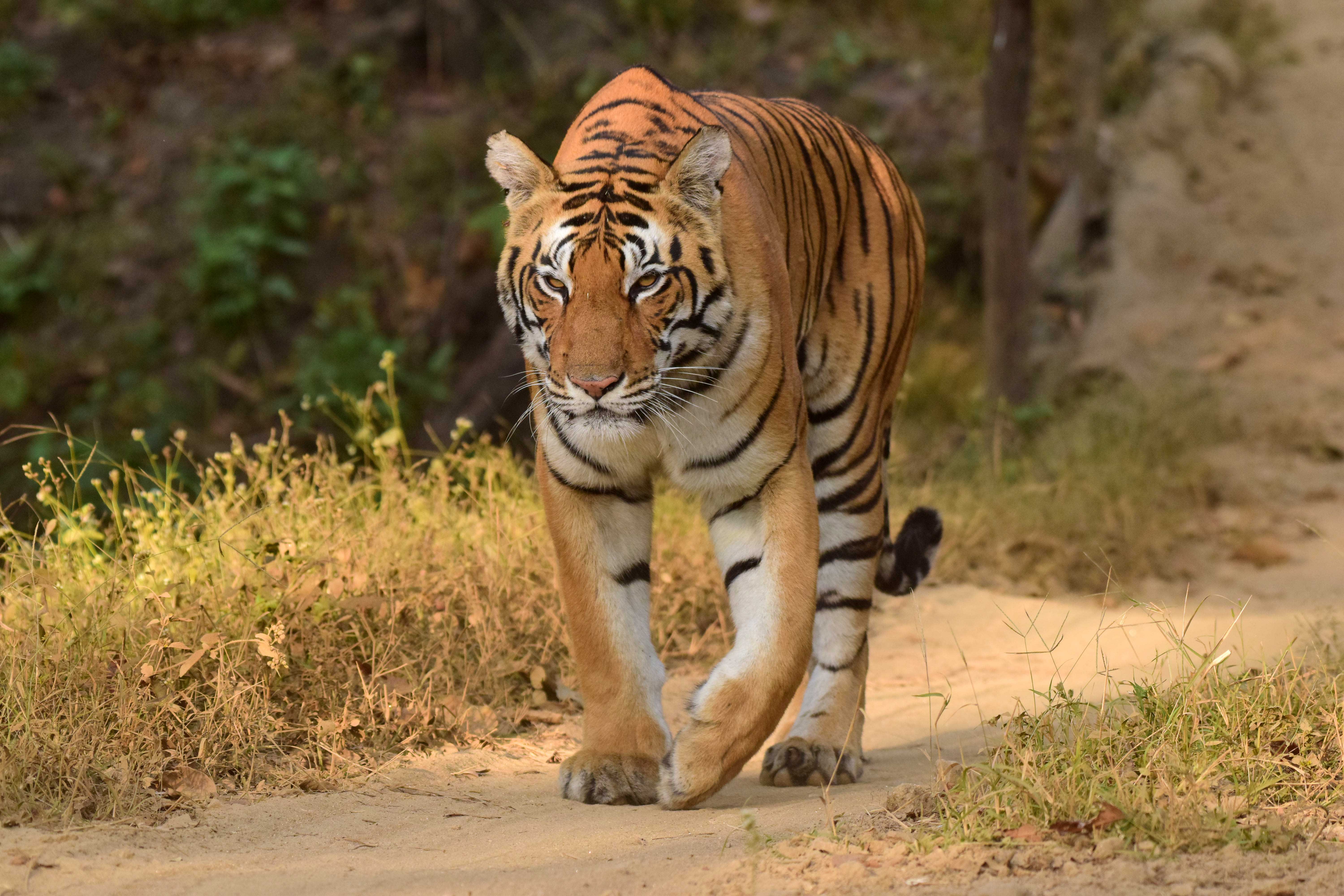 Dhwajhandi of Kanha National Park