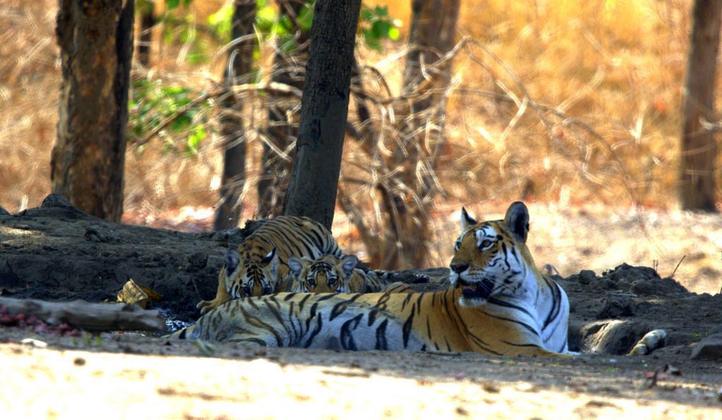 Pugdundee-safaris-tiger-with-cubs