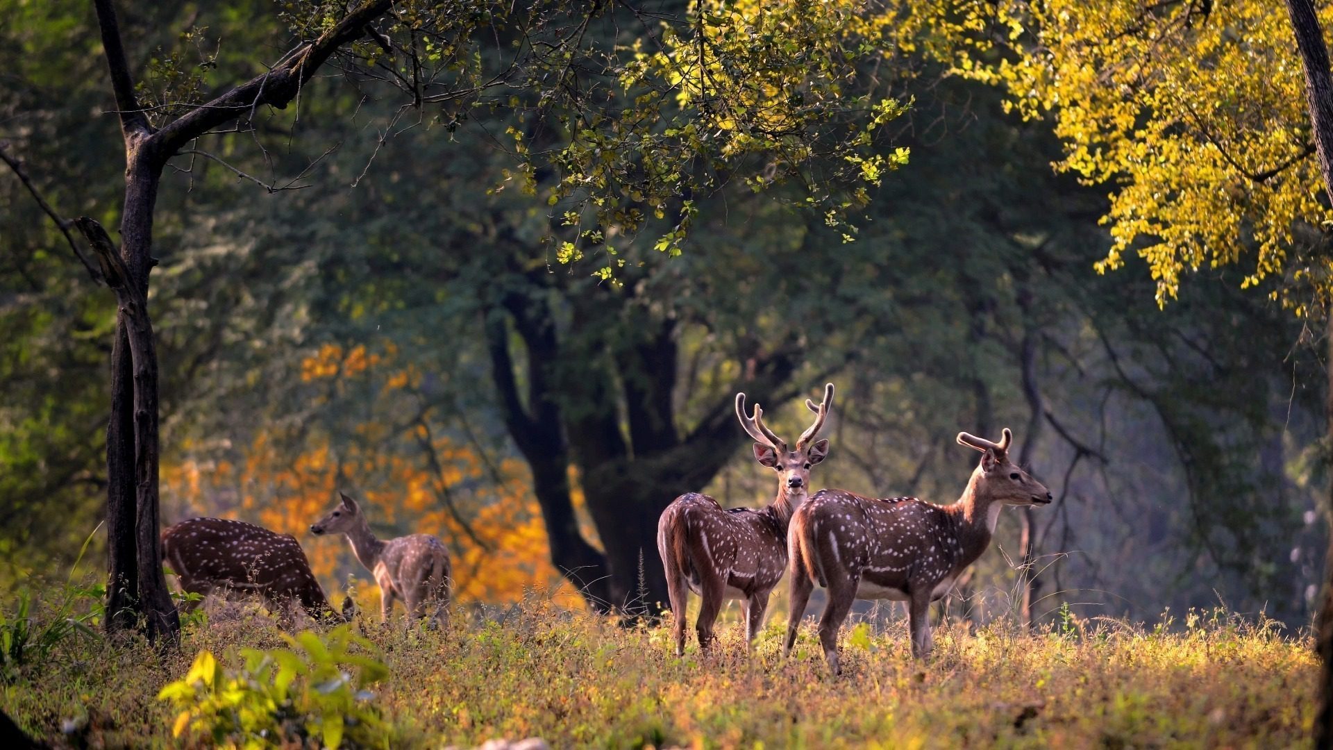 Kanha Travel Guide | Things To Do In Kanha National Park