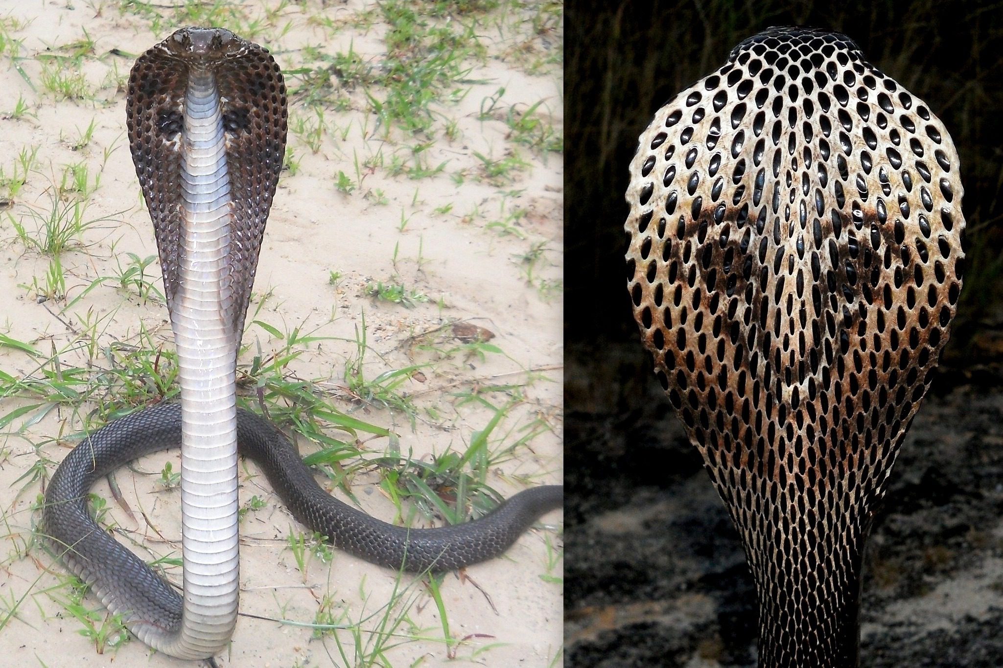 Myths About Snakes in India | Facts About Snakes