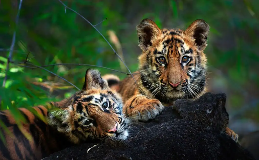 history of tadoba tiger reserve