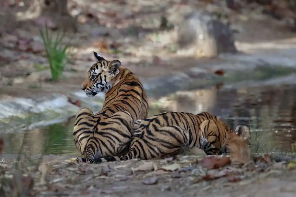 The Tiger’s Tale