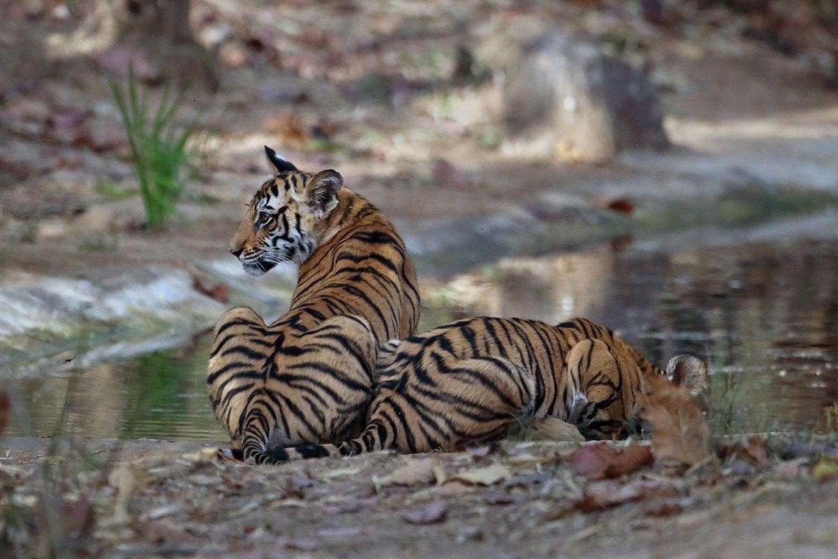 Tigers Tale | Facts About Tigers | Pugdundee Safaris