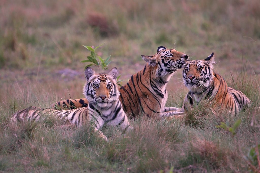 tigers in bandhavgarh
