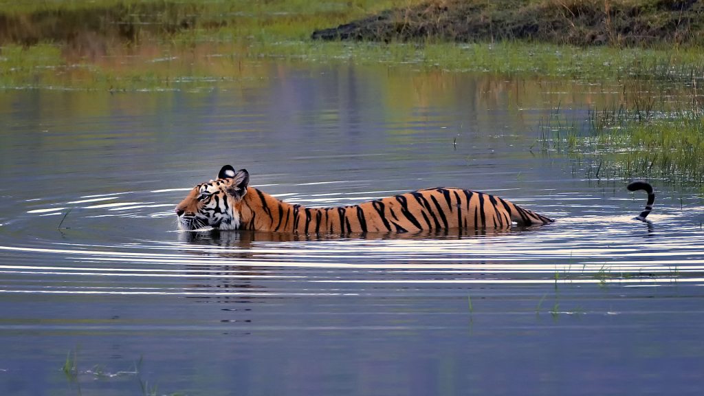 tiger in water 