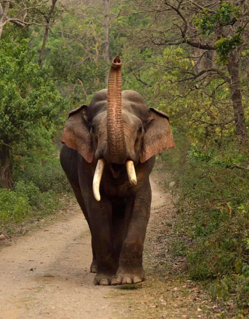 elephant in Bandhavgarh 
