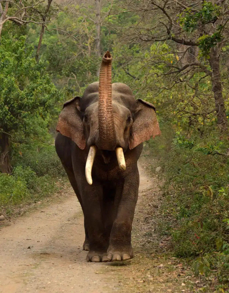 elephant in Bandhavgarh