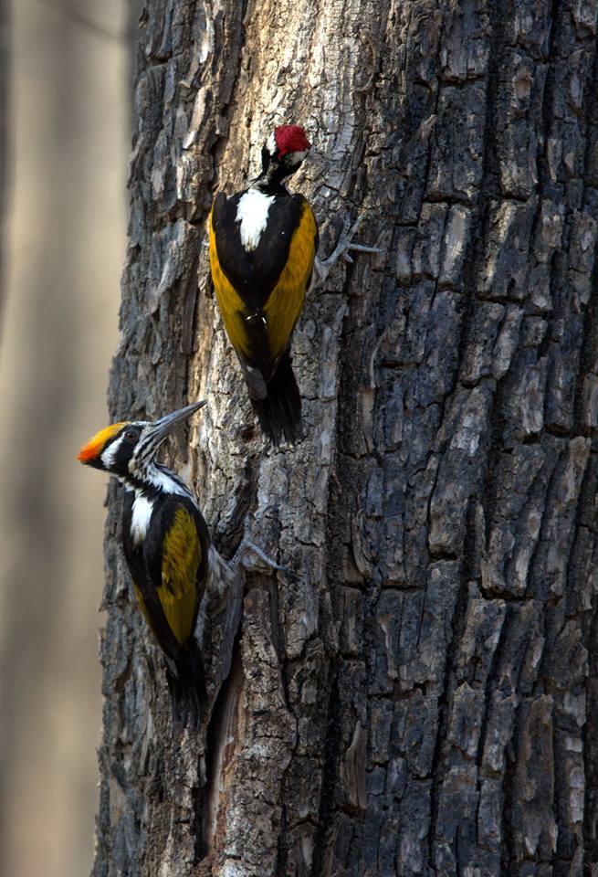 Woodpeckers