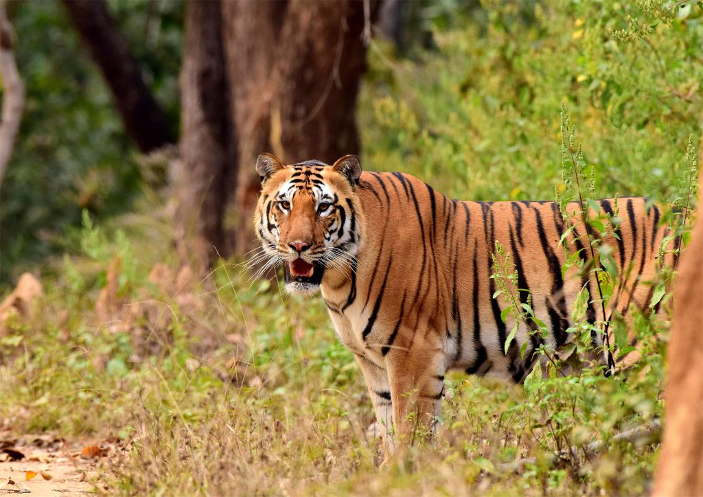 jamun-tola-male | Pugdundee Safaris Blog