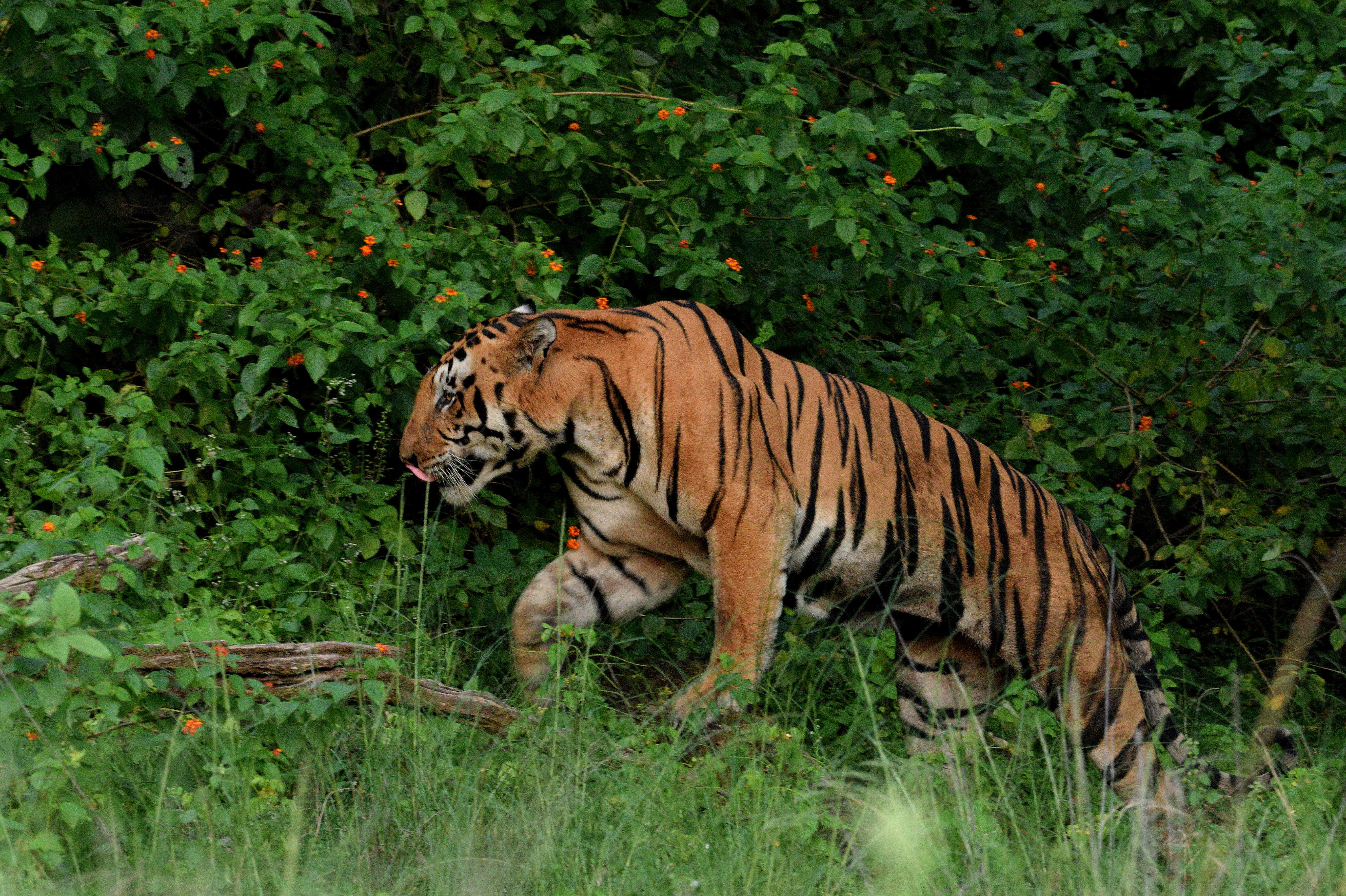 Pugdundee-safaris-top-things-to-do-in-tadoba