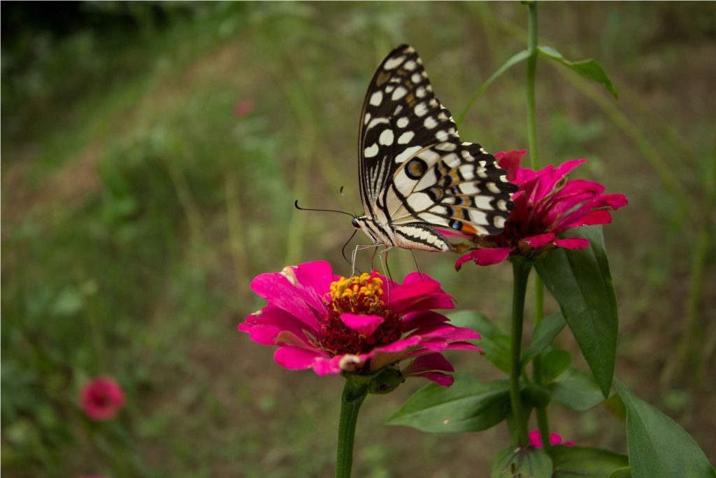 Butterfly Garden in Bandhavgarh | Kings Lodge Butterfly Garden