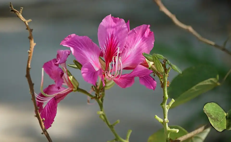 orchid tree