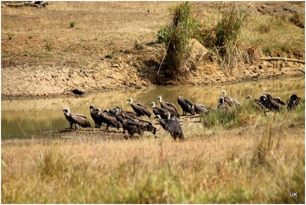 vultures on ground