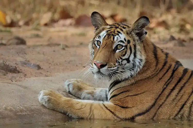Tiger Sighting in Summers - Banahavgarh National Park Alert Tiger