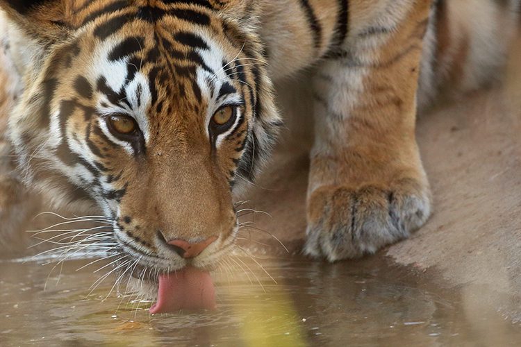 tiger drinking water