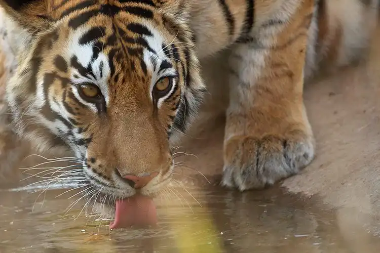 Tiger Sighting in Summers - Banahavgarh National Park tiger drinking water