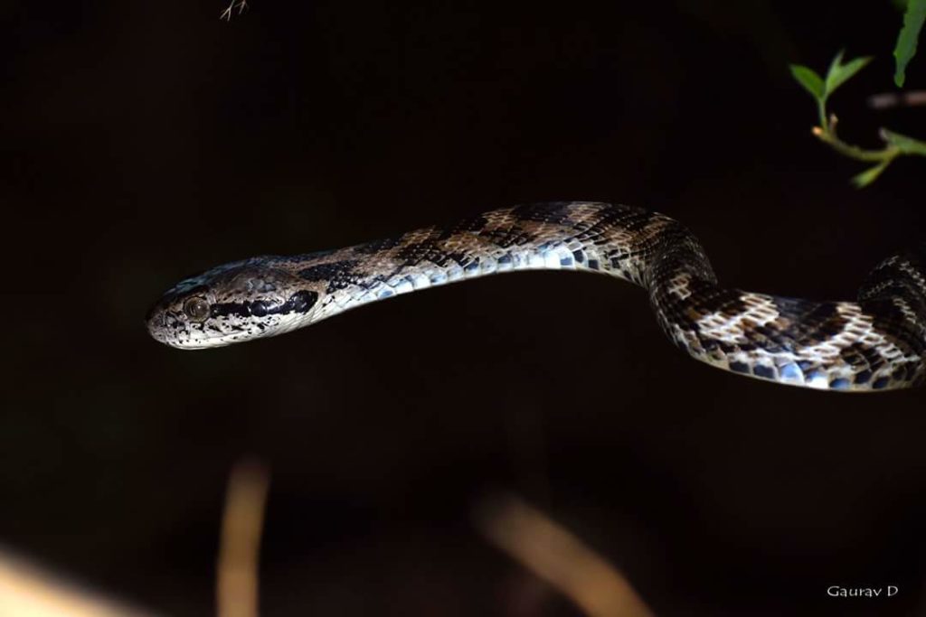Frosten's cat snake, Photo Credit: Gaurav Dhotre