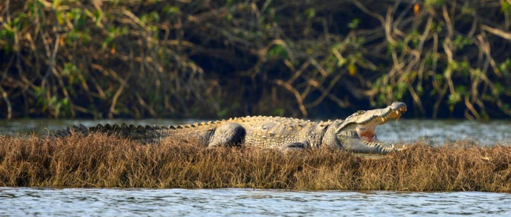 Satpura National Park | Denwa Backwater Escape