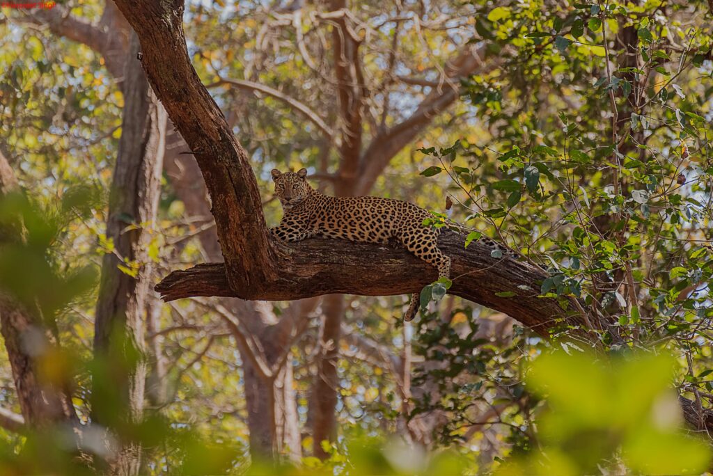 leopard safari in india