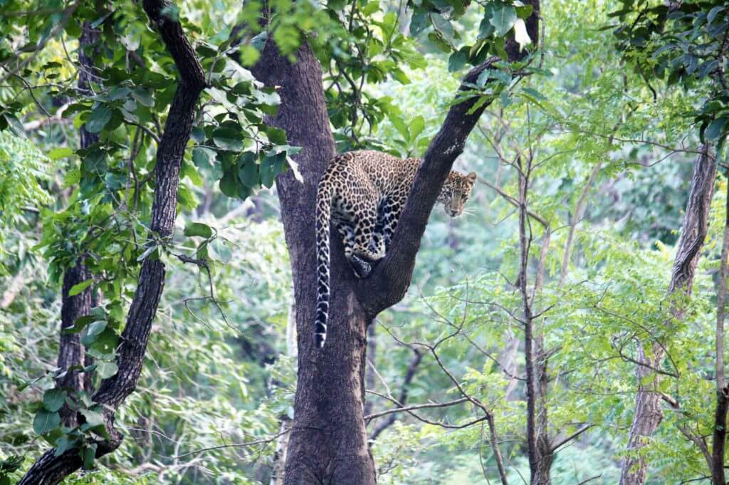 leopard-on-tree