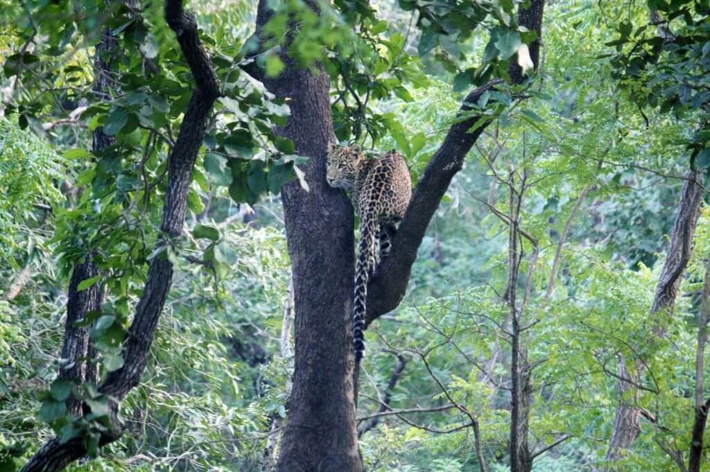 leopard-sighting