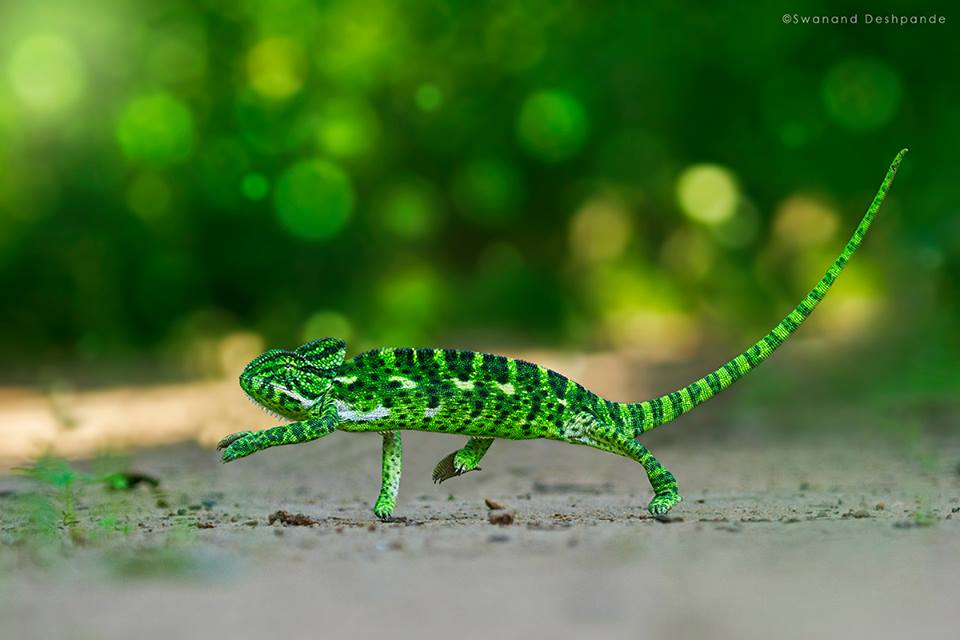 Chameleon