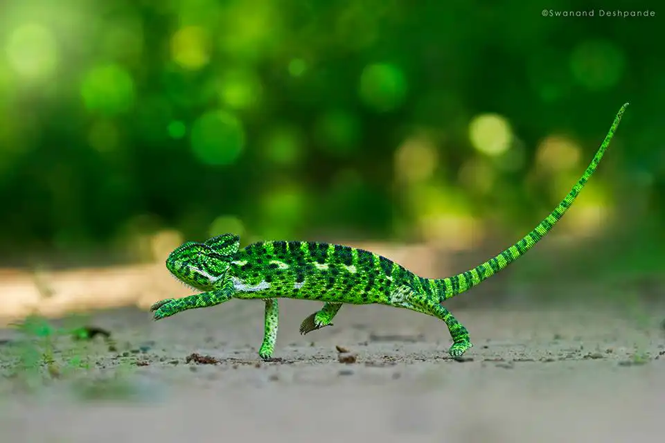 Top animal or species Defence Mechanism In Nature
